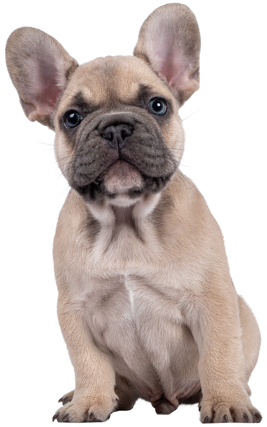 Fawn French Bulldog Puppy Cut Out