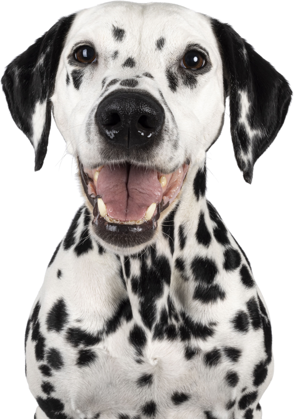 Dalmatian dog on transparent background
