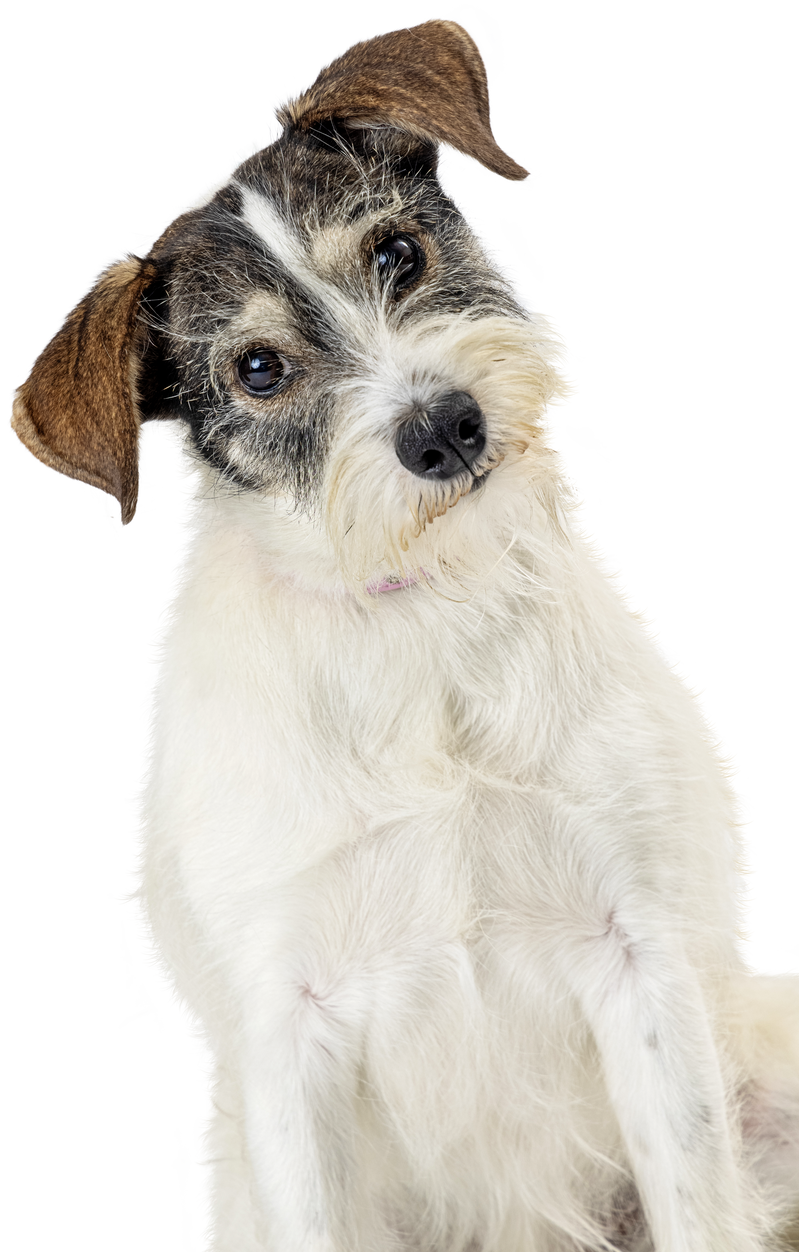 Shaggy Mixed Terrier Breed Dog Tilting Head