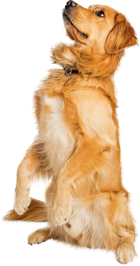 Attentive Golden Retriever Dog Sitting up - Extracted